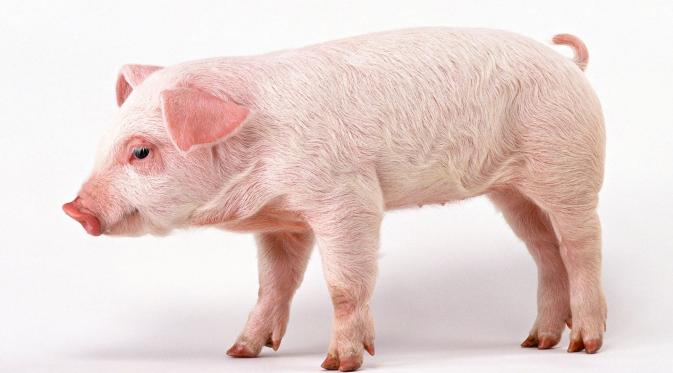 babi