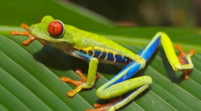 katak
