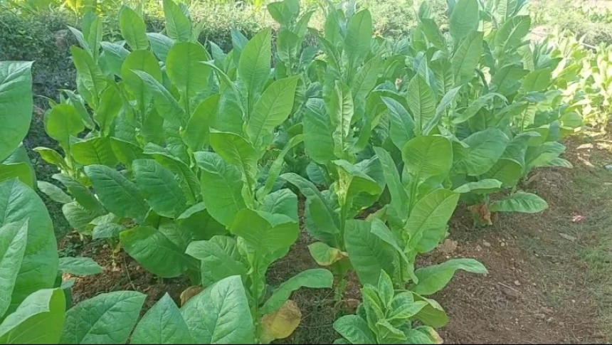 Kualitas Tembakau Bakeong Madura Beri Keuntungan pada Petani