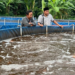 Panen 6 Ton Ikan Nila Merah, Warga NU Ini Ajak Anggota Banom NU Pasarkan Hasilnya