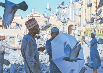 Burung di Masjidilharam, Sejarawan Bilang Keturunan Merpati dari Gua Tsur