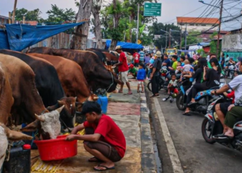 Cara Membuat Sapi Tambah Gemuk Jelang Idul Adha