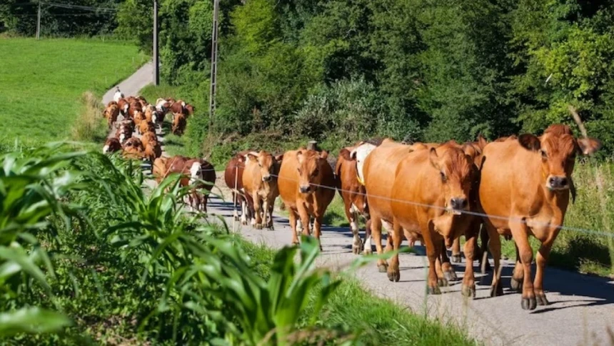 Ini yang Dilakukan Binatang saat Dikumpulkan di Padang Mahsyar