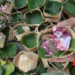 Kurangi Penggunaan Plastik, Bungkus Daging Kurban dengan Daun dan Besek Bambu