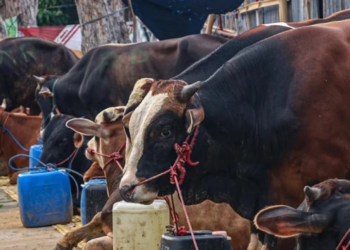 Pedagang Hewan Kurban Pastikan Harga Stabil dan Tak Jual Sapi Gelonggongan