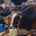 Pedagang Hewan Kurban Pastikan Harga Stabil dan Tak Jual Sapi Gelonggongan