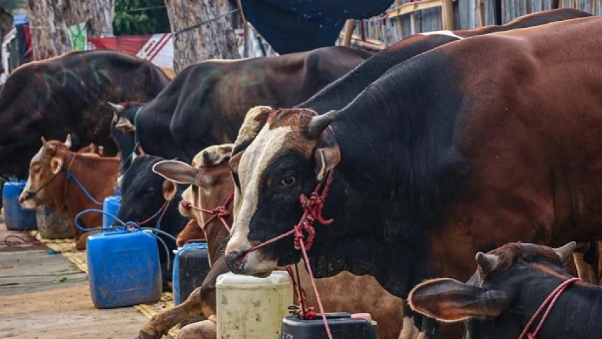 Pedagang Hewan Kurban Pastikan Harga Stabil dan Tak Jual Sapi Gelonggongan