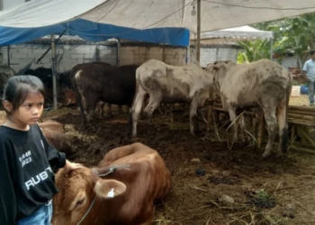 Penjual Hewan Kurban Juga Melayani Pembelian Online