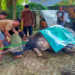 Saat Kurban itu Berpadu Syahdunya Takbir Anak-anak Kecil