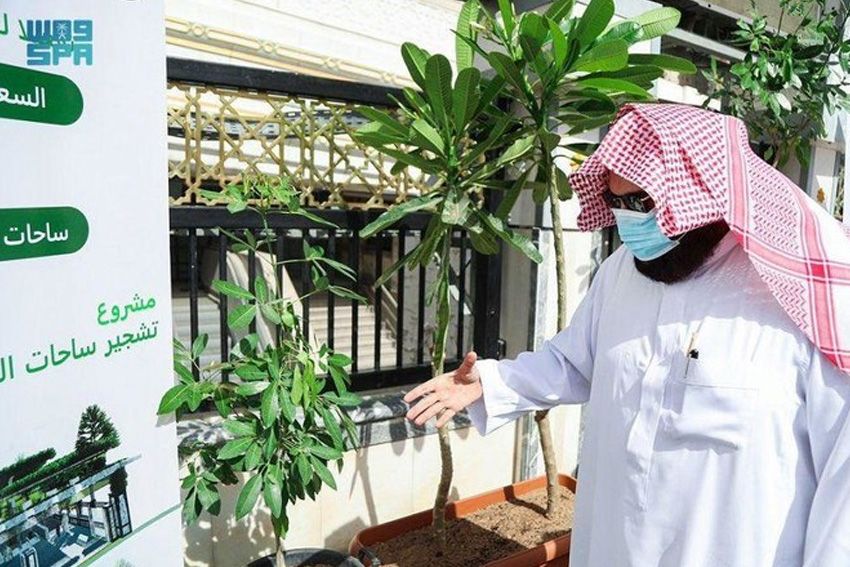 Sanksi Jika Telanjur Memotong Pohon di Makkah