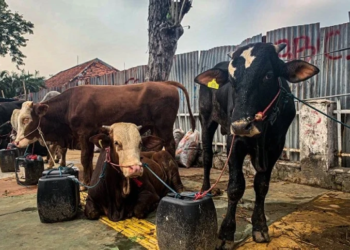 Siapa yang Menanggung Biaya Operasional Kurban?