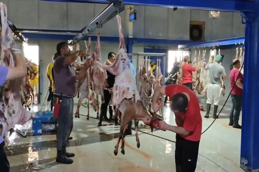 75.000 Kantong Daging Kambing Dam Jemaah Haji Indonesia Dikirim ke Tanah Air