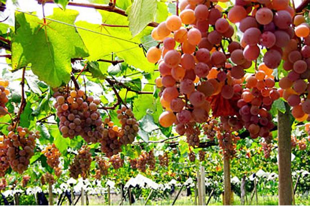 Doa Menyuburkan Tanaman dengan Surat Al-Furqan Ayat 48-49