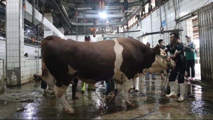 LAZISNU Potong Hewan Kurban di RPH untuk Hindari Pencemaran Lingkungan