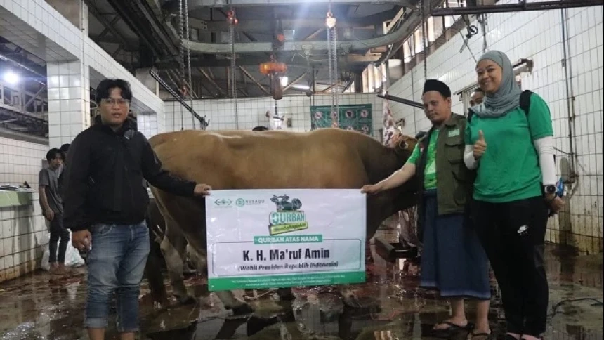 LAZISNU Potong Sapi Kurban Wapres Ma’ruf Amin dan 15 Kambing dari BPKH