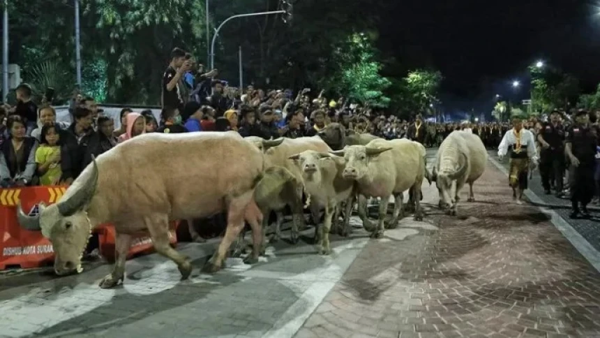 Tradisi Mengarak Kebo Bule Keramat di Keraton Surakarta pada Malam 1 Suro | NU Online