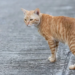 Cara Mengatasi Maraknya Kucing Liar menurut Islam | NU Online