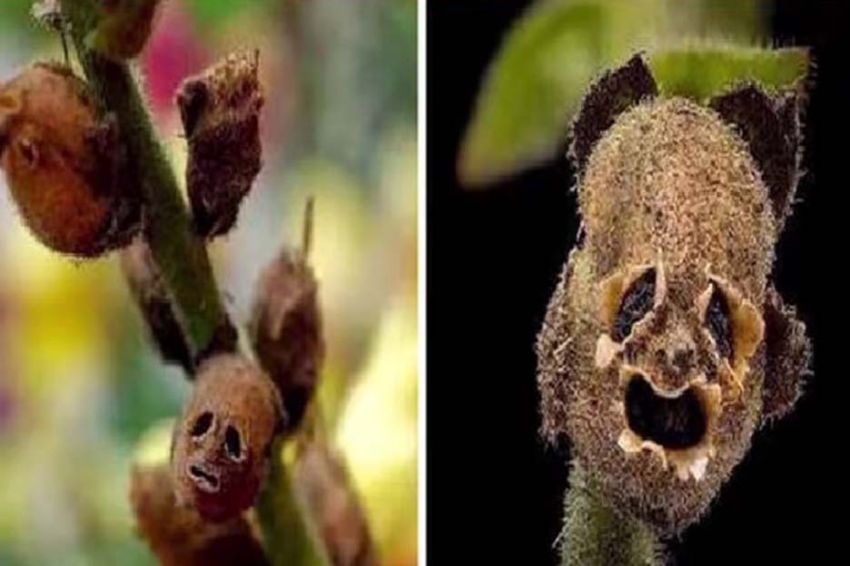 Kekeliruan Abu Jahal Mengklaim Pohon Zaqqum, Makanan Ahli Neraka