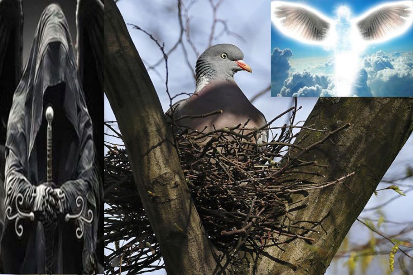 Kisah Nabi Sulaiman Perintahkan Jin Menjaga Telur Merpati, Malaikat Turun Tangan