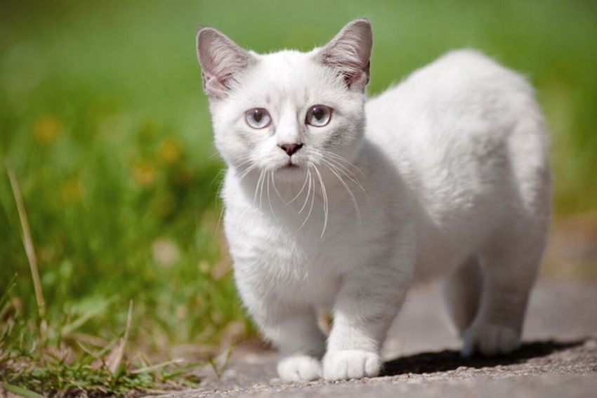 Doa Mencari Kucing Hilang yang Sering Dibaca Umat Islam