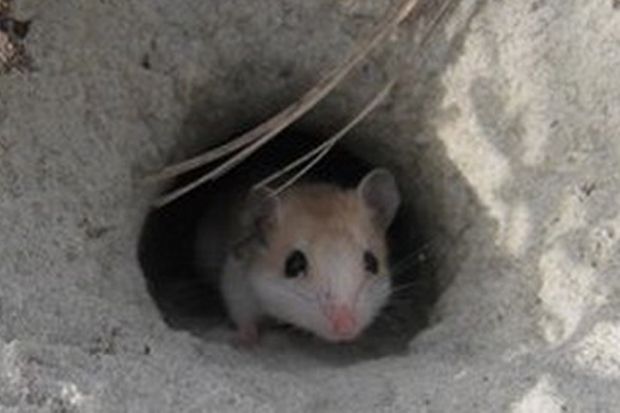 Allah Kecam Koruptor: Siapa Saja yang Korupsi, Harta Itu akan Jadi Bara Api di Neraka