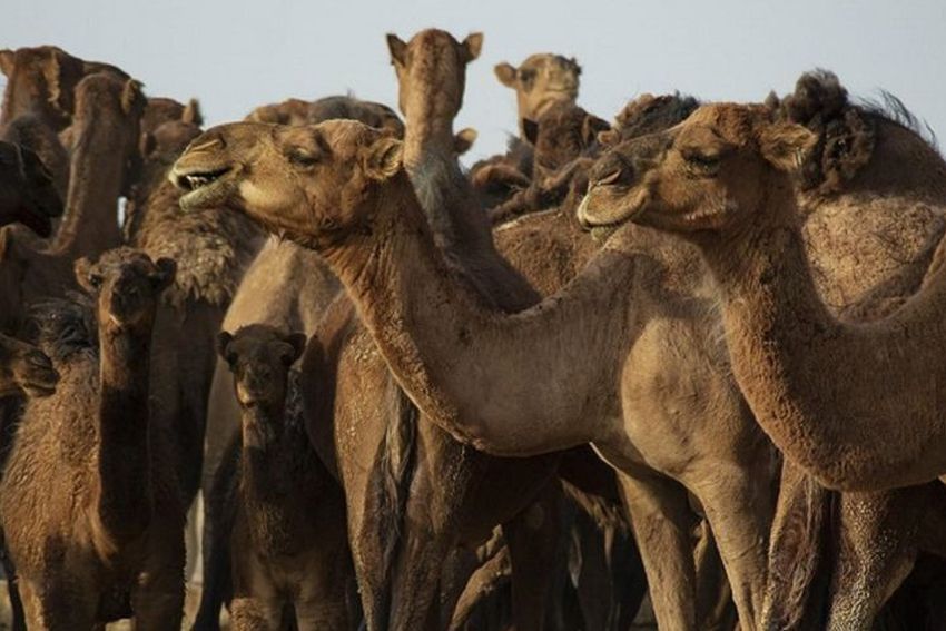 Amr bin Luhai: Pelopor Penyembah Berhala yang Memiliki 20 Buah Mata Unta