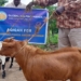 Bolehkah Aqiqah Selain Kambing? Begini Pendapat 4 Mazhab