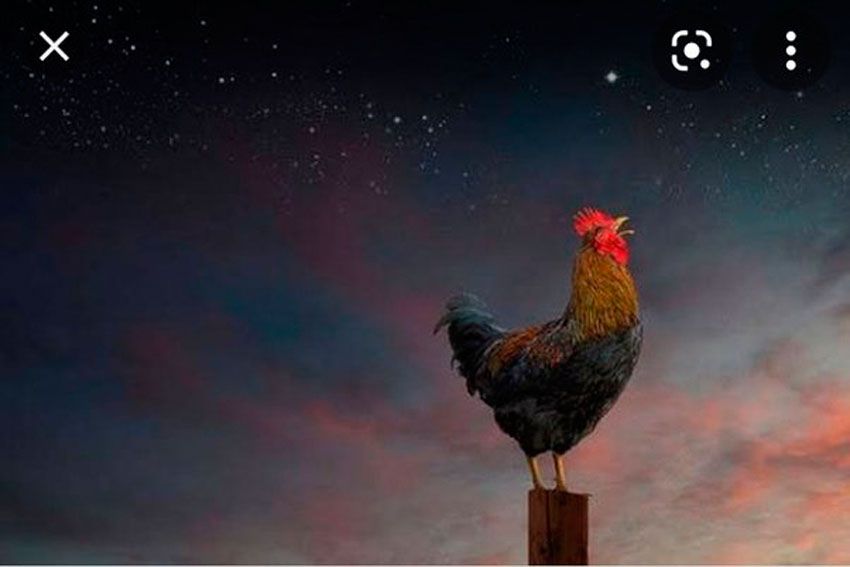 Doa saat Mendengar Kokok Ayam di Malam Hari