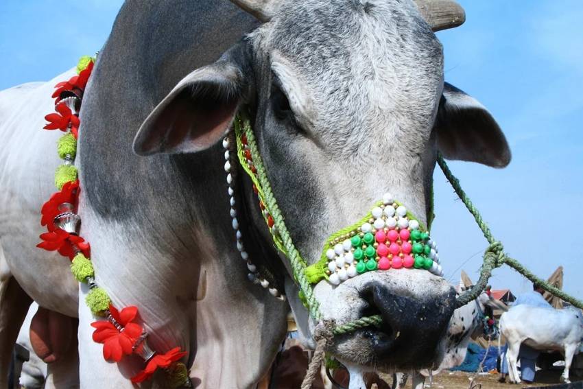 3 Hukum yang Berkaitan dengan Hewan Kurban