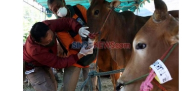 Hukum Kurban untuk Orang yang Meninggal, Begini Penjelasannya