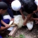4 Syarat Penyembelihan Binatang Menurut Syara’: Tidak Harus di Leher?