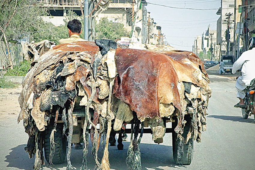 Bolehkah Memanfaatkan Kulit Tulang dan Rambut Bangkai?