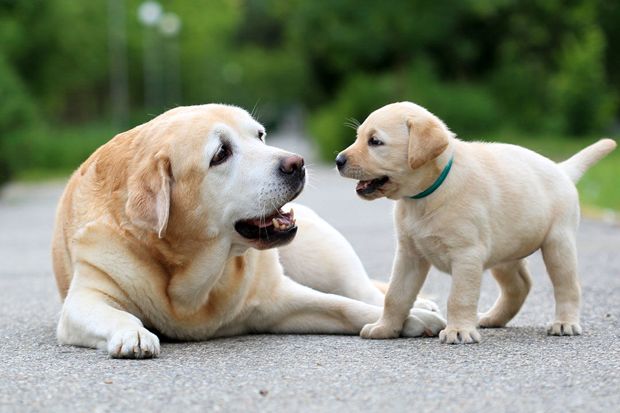 Hukum Memelihara Anjing Tanpa Ada Keperluan