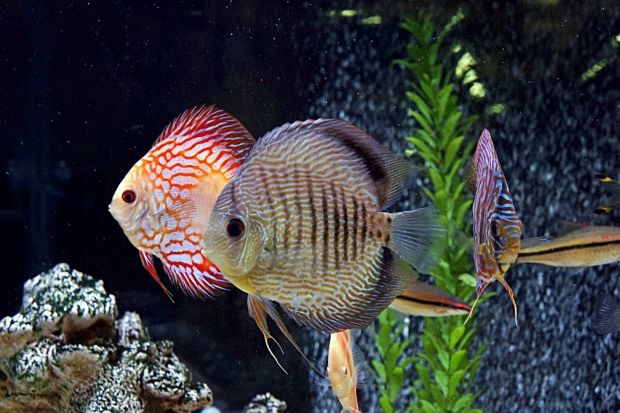 Makanan Halal: Ikan dan Belalang Dapat Dikecualikan dari Bangkai