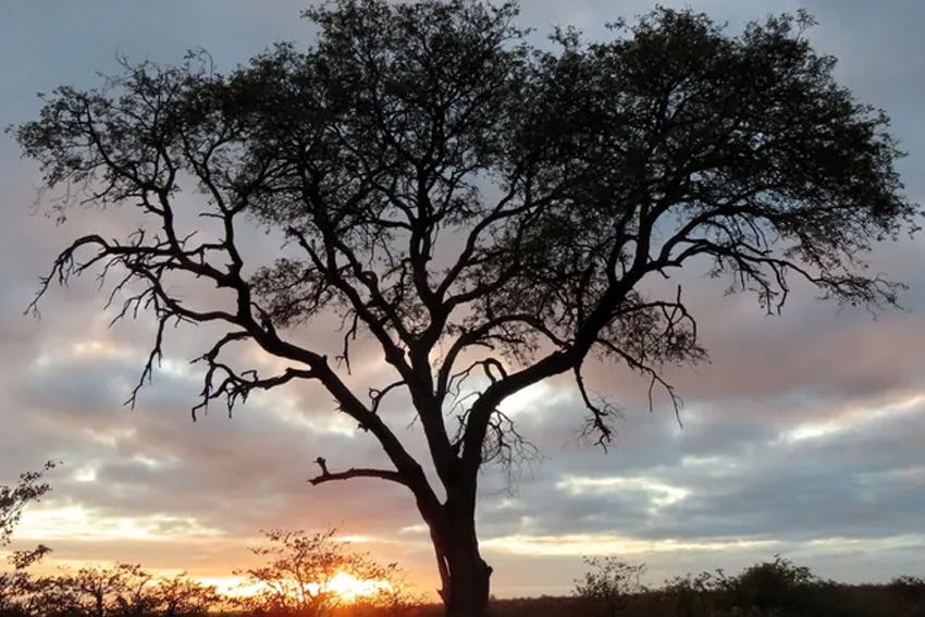 Bangsa Arab Pra-Islam: Orang Badwi Menyembah Pohon