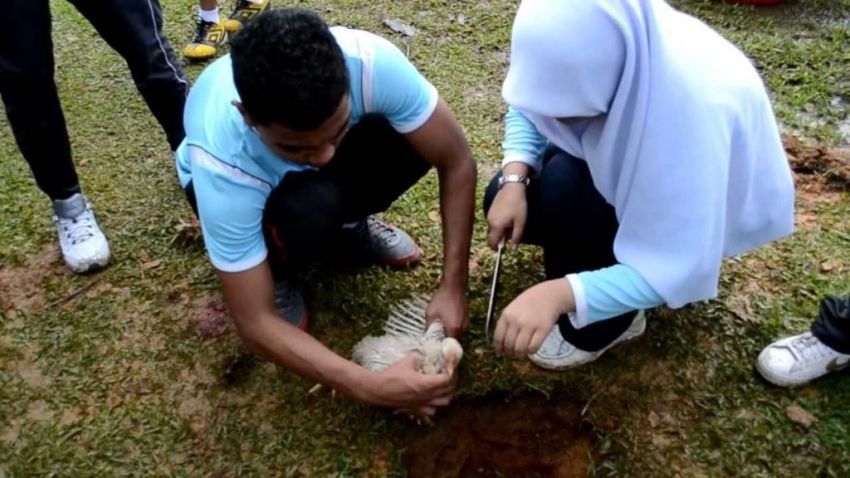 Hukum Wanita Menyembelih Ayam dalam Islam