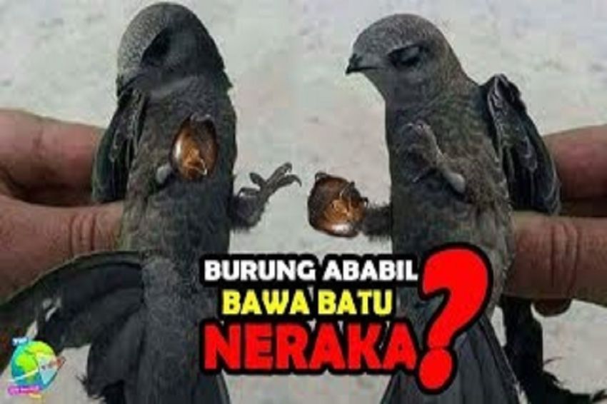 Kisah Burung Ababil dalam Al Qur’an : si Gagah Pembawa Kerikil dari Neraka