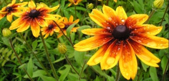 Balasan Kebaikan Adalah Kebaikan – Kisah Islam