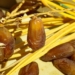 Kenapa Kurma dan Air Putih Dianjurkan Saat Buka Puasa? – Kisah Islam